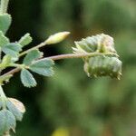 Medicago italica Gyümölcs