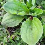 Plantago australis Leaf