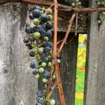 Vitis vulpina 果