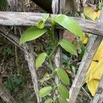 Vanilla madagascariensis Leaf