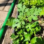 Solanum rostratum Лист