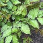 Astilbe japonica Hostoa