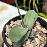 Gasteria glomerata Hoja