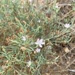 Stephanomeria exigua Flower