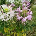 Cleome spinosa 花