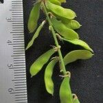 Rhynchosia minima Other