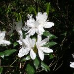 Rhododendron tashiroi Flor