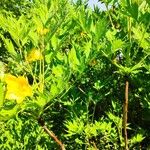 Paeonia ludlowii Çiçek