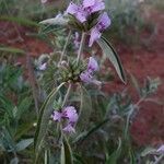 Hypoestes forskaolii অভ্যাস