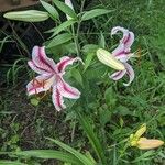 Lilium kelloggii Flower