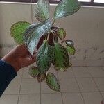 Episcia cupreata ᱥᱟᱠᱟᱢ