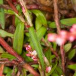 Persicaria minor Kabuk