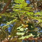 Ekebergia capensis Φύλλο