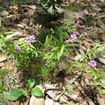 Polygala polygama Hábito