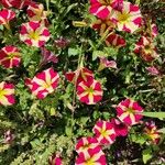 Petunia × atkinsiana Flower