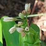 Nothoscordum gracile Blüte