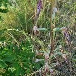 Himantoglossum adriaticum Leaf