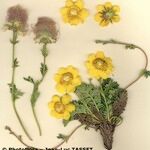 Geum reptans Other
