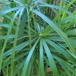 Cyperus alternifolius Leaf