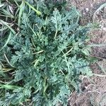 Erodium botrys Hoja