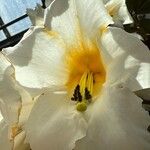 Lilium regale Kvet