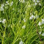 Allium triquetrum Blomst