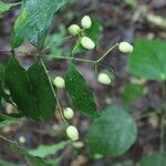 Myrcia splendens Fruit