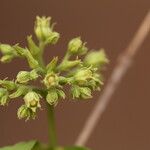 Strychnos spinosa Blüte