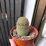 Mammillaria matudae পাতা