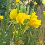 Oenothera biennis Flower