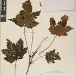 Acer caudatum Other