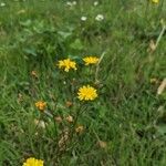 Crepis capillarisFlower