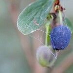 Vaccinium uliginosum Folla