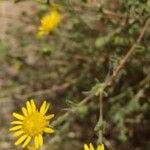 Pulicaria arabica Fula