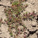 Lythrum portula Leaf