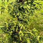 Vachellia hockii Folha