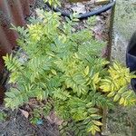 Polemonium reptans Leaf