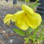 Oenothera glazioviana Kvet