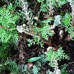 Polypodium cambricum Хабит