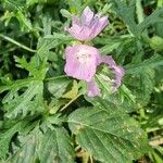 Malva moschataFlors