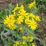 Senecio vernalis Maua