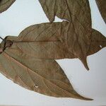 Casearia ulmifolia