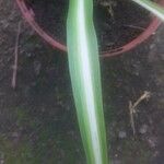 Chlorophytum capense Leaf