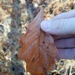 Quercus bicolor Лист