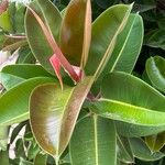 Ficus elasticaList