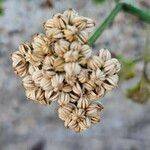 Aethusa cynapium Fruit