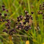 Juncus anceps Flower