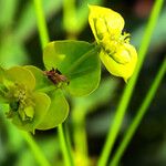 Euphorbia esula Flower