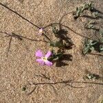 Marcus-kochia littorea Flower