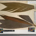 Geonoma leptospadix Hoja